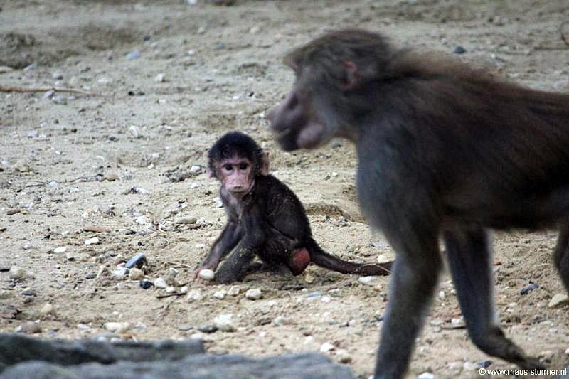 2010-08-24 (647) Aanranding en mishandeling gebeurd ook in de apenwereld.jpg